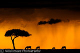Approaching storm on the Masai Mara.