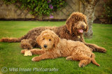 Yogi and Amber