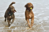 Yogi and Amber