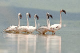 Flamingo watercolour effect