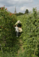 Laines Organic