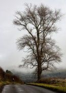 A Perfect Mist
