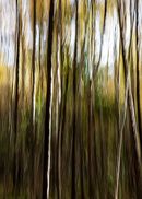 Abstract Woodland 2