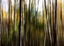 Abstract Woodland 3