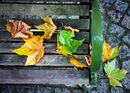 Autumn Seat