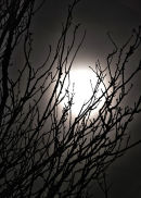 Bad Moon Rising