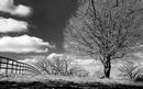 Black and White Spring