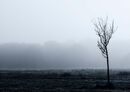 Blue Morning
