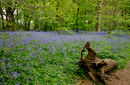 Bluebell Spring 2