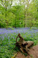 Bluebell Spring