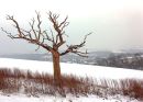 The Tree at Bury Hill