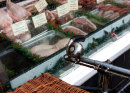 Butchers Bike