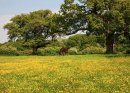 Buttercups (3)