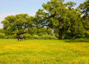 Buttercups