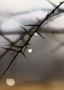 Droplet