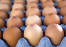 Egg Box