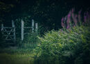 Fading Light of Evening