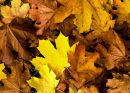 Fall