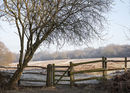 Frosty Morning Walk