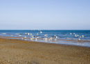 Gulls