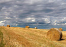 Harvest Sky