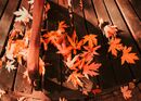 Leafy Seat