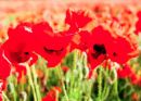 Like Poppies in Paint