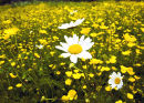Meadow