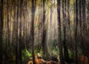 Mellow Light