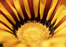 Mellow Yellow