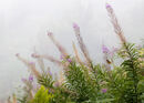 Misty Morning