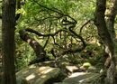 Padley Gorge 2