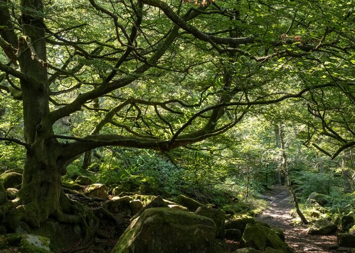 Padlley Gorge 3