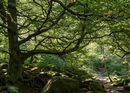 Padlley Gorge 3
