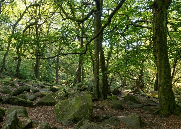 Padley Gorge 4