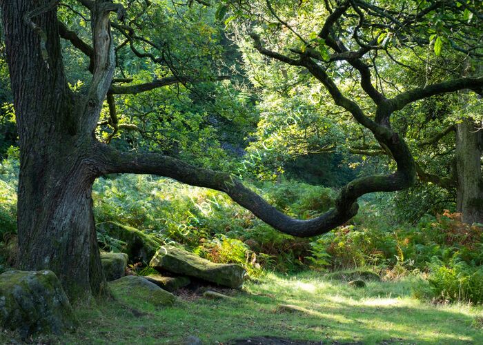 Padley Gorge