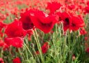 Poppy Time