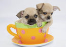 Puppies 08