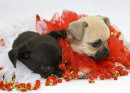 Puppies 49