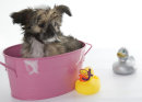 Puppies 71