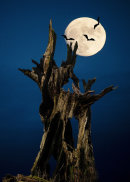 Scary Tree