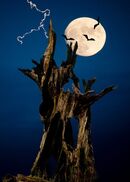 Scary Tree