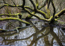 Silent Reflection