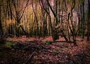 Still Forest