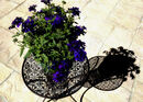 Summer Shadow