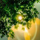Summer Sun