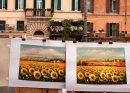 Sunflowers for Sale