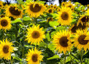 Sunshine Sussex