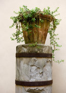 Florence Still Life (4)