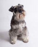 Widget